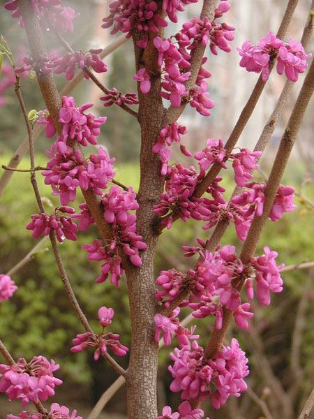 紫荊、紫薇、紅葉李