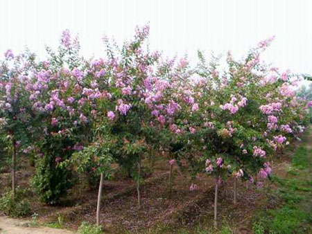 紫荊、紫薇、紅葉李