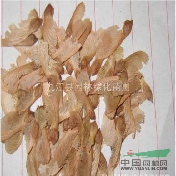 供應(yīng)紅楓種子，紅楓種子批發(fā)，江西紅楓種子，九江紅楓種子