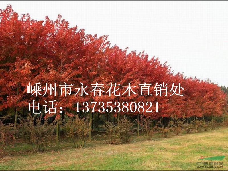 大量提供 3cm-13cm的美國(guó)紅楓，常年紅紅楓。。。。