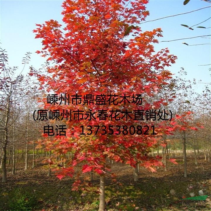 大量提供 3cm-13cm的美國(guó)紅楓，常年紅紅楓。。。。