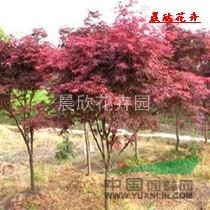 紅楓小苗批發(fā) 紅楓 紅楓苗 紅楓小苗 紅楓盆景 批發(fā)紅楓苗 