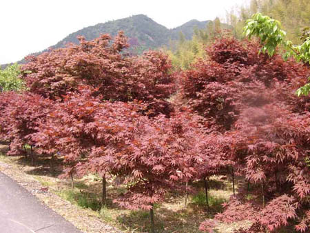 紅楓、紅花繼木球、紅綠梅