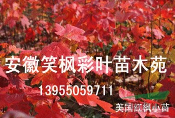 美國紅楓等彩葉苗