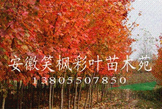 美國紅楓等彩葉苗