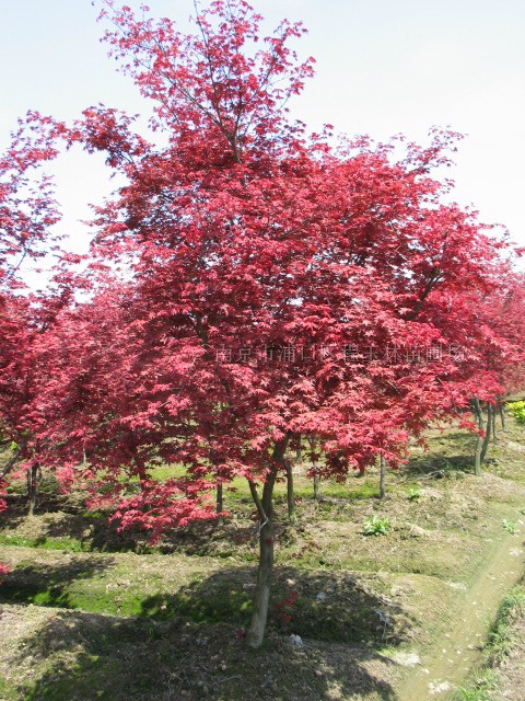 紅楓、榔榆、杜仲