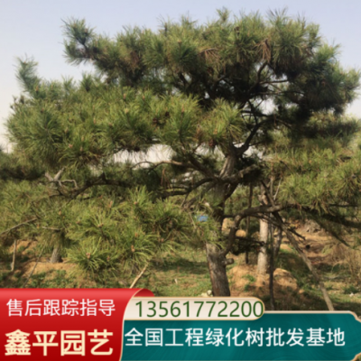 泰山景松 造型黑松樹3米4米風(fēng)景松 3.5米公園花園綠化樹景松