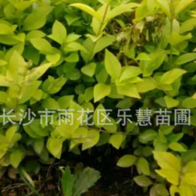 基地直銷(xiāo)金葉女貞苗綠化小區(qū)綠籬植物庭院花壇色塊小苗25棵 m2