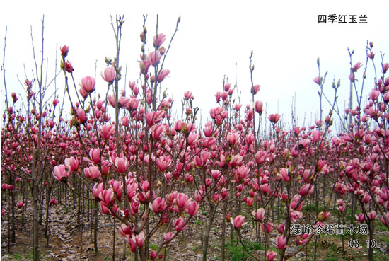 四季紅玉蘭,四季玉蘭