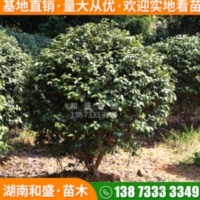 大量供應(yīng)茶梅球園林庭院景觀茶梅樹(shù)四季開(kāi)花茶梅道路綠化灌木喬木