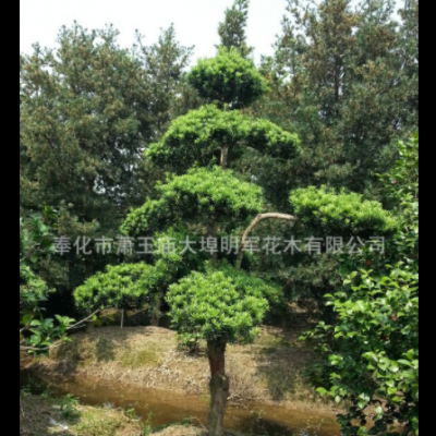 供應(yīng)【 造型羅漢松 】奉化造型羅漢松,別墅綠化,工程綠化批發(fā)