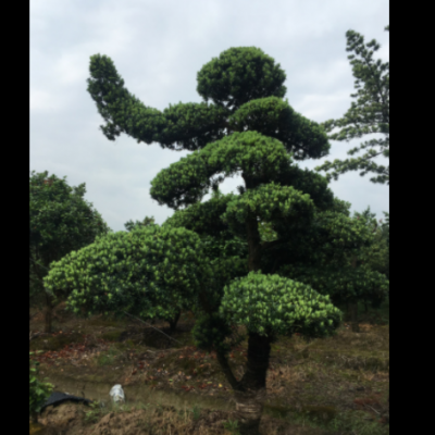 供應(yīng)【 造型羅漢松 】小葉羅漢松造型,多年精品造型,別墅風(fēng)景樹(shù)