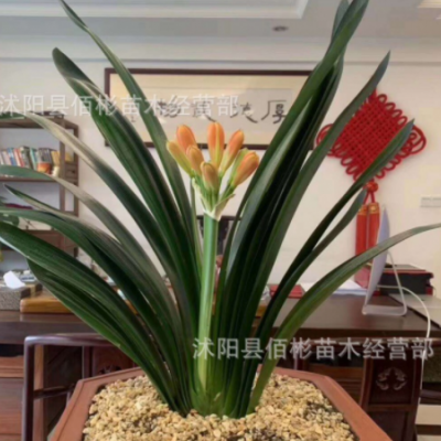 君子蘭盆栽綠植好養(yǎng)室內(nèi)桌面植物當(dāng)年開(kāi)花卉四季常青基地批發(fā)直供