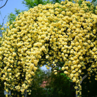 黃木香花大苗爬藤植物濃香四季紅木香薔薇花苗庭院攀援白木香花苗