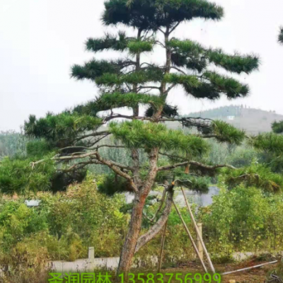 造型松基地直供景觀造型松油松黑松白皮羅漢量大優(yōu)惠規(guī)格齊全