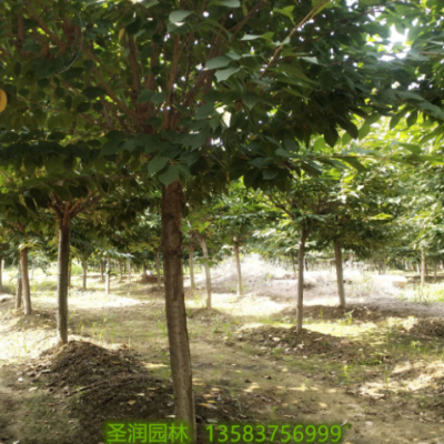 櫻花樹苗 日本櫻花 樹種植景區(qū)綠化 早櫻晚櫻園 櫻花風(fēng)景樹