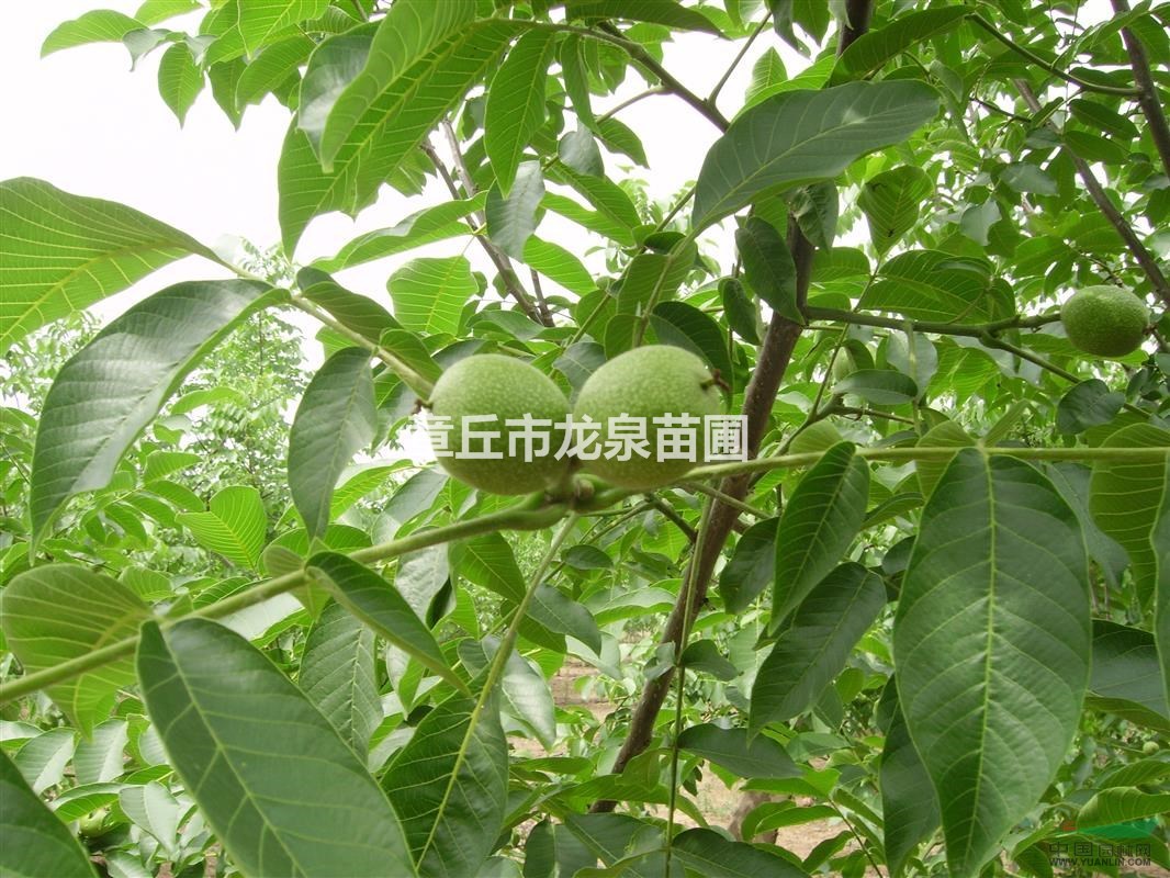 2015年最新核桃樹苗報價格，怎樣種植核桃苗，核桃樹苗批發(fā)