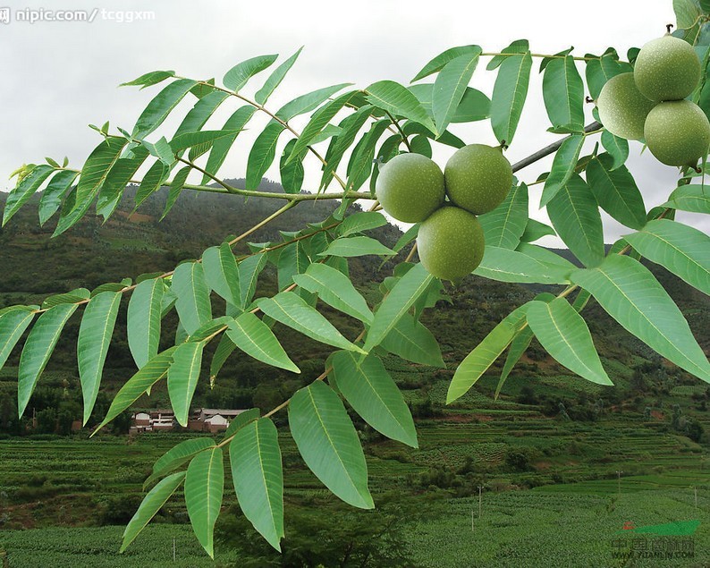 泰安核桃苗廠家|供應(yīng)商|價(jià)格|種植基地