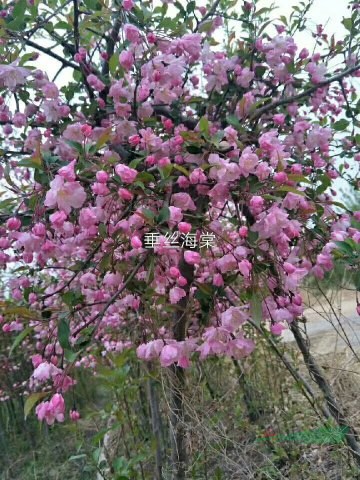 海棠  北美海棠   海棠苗  海棠樹  海棠花 紅花海棠