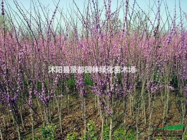 紫荊小苗、紫薇小苗、廣玉蘭、白玉蘭、紫玉蘭、黃玉蘭