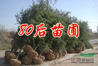 雪松，廣玉蘭，紅葉石楠，高桿紅葉石楠，白，紫，黃玉蘭