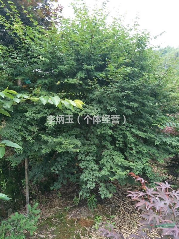 大量出售雞爪槭，12公分雞爪槭價格，成都雞爪槭出售