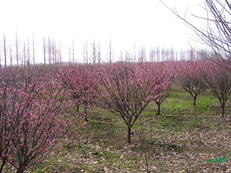 供應(yīng)水杉、落羽杉、池杉、雞爪槭、紫荊、木槿、紅梅