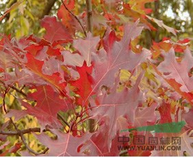 低價供應(yīng)美國紅橡樹（北美紅櫟）小苗