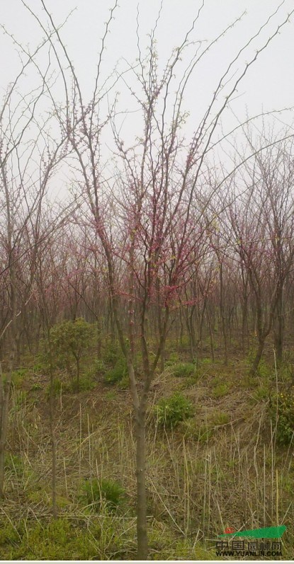 浙江地區(qū)供應加拿大紫荊5-8公分