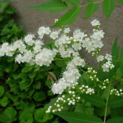 批發(fā)叢生珍珠梅 珍珠梅規(guī)格齊全 珍珠梅苗觀花植物 工程綠化苗木