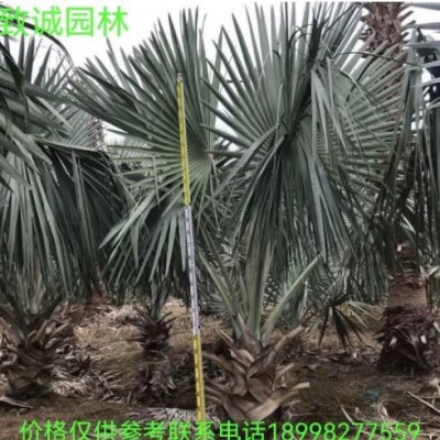 霸王棕霸王櫚袋苗假植苗地苗廣東揭陽普寧致誠園林種植基地