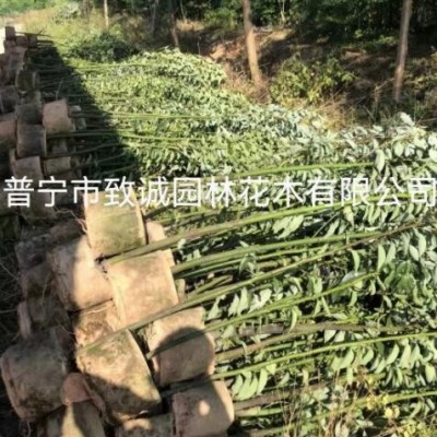 樟樹，普寧市致誠園林花木有限公司種植基地歡迎你