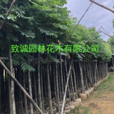 臺灣欒樹，普寧市致誠園林花木有限公司種植基地歡迎你