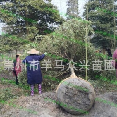 專業(yè)種植培育銷售金邊金絲楠木樹.規(guī)格齊全.量大優(yōu)惠