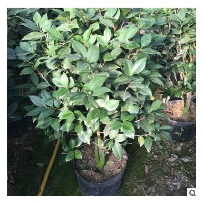 精品茶花苗帶花苞福建烈香盆栽茶花苗 香妃茶花樹(shù)苗各種山茶花苗