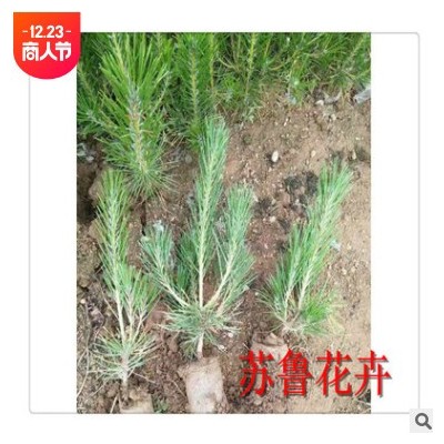 蘇魯花卉黑松苗 黑松小苗 黑松樹(shù)苗 四季長(zhǎng)青植物地栽黑松樹(shù)苗