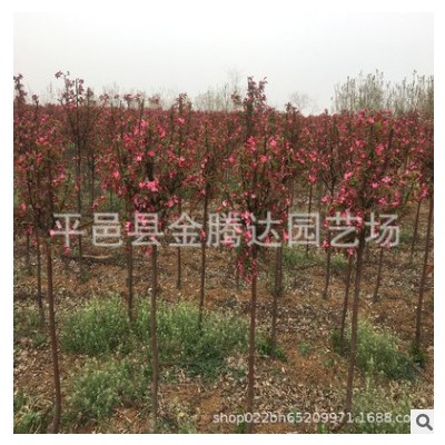 蘋果樹苗 紅肉蘋果芭蕾蘋果富士蘋果樹苗基地批發(fā)