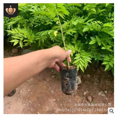 海南黃花梨苗 黃花梨 降香黃檀苗 帶杯發(fā)貨 黃花梨樹(shù)苗 支持代發(fā)