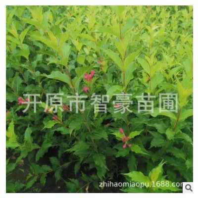 錦帶花 紅王子錦帶 綠化苗木 規(guī)格齊全