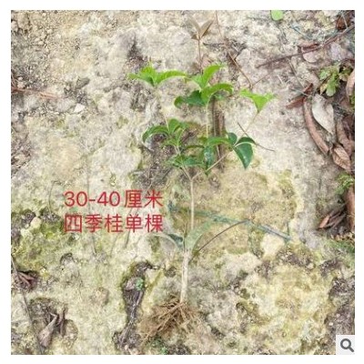 批發(fā)四季桂花卉植物盆栽室內(nèi)外小苗綠籬庭院別墅工程苗