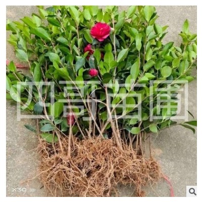 批發(fā)茶梅紅花茶梅小苗球苗盆栽庭院小區(qū)別墅綠化室內(nèi)外耐寒工程苗