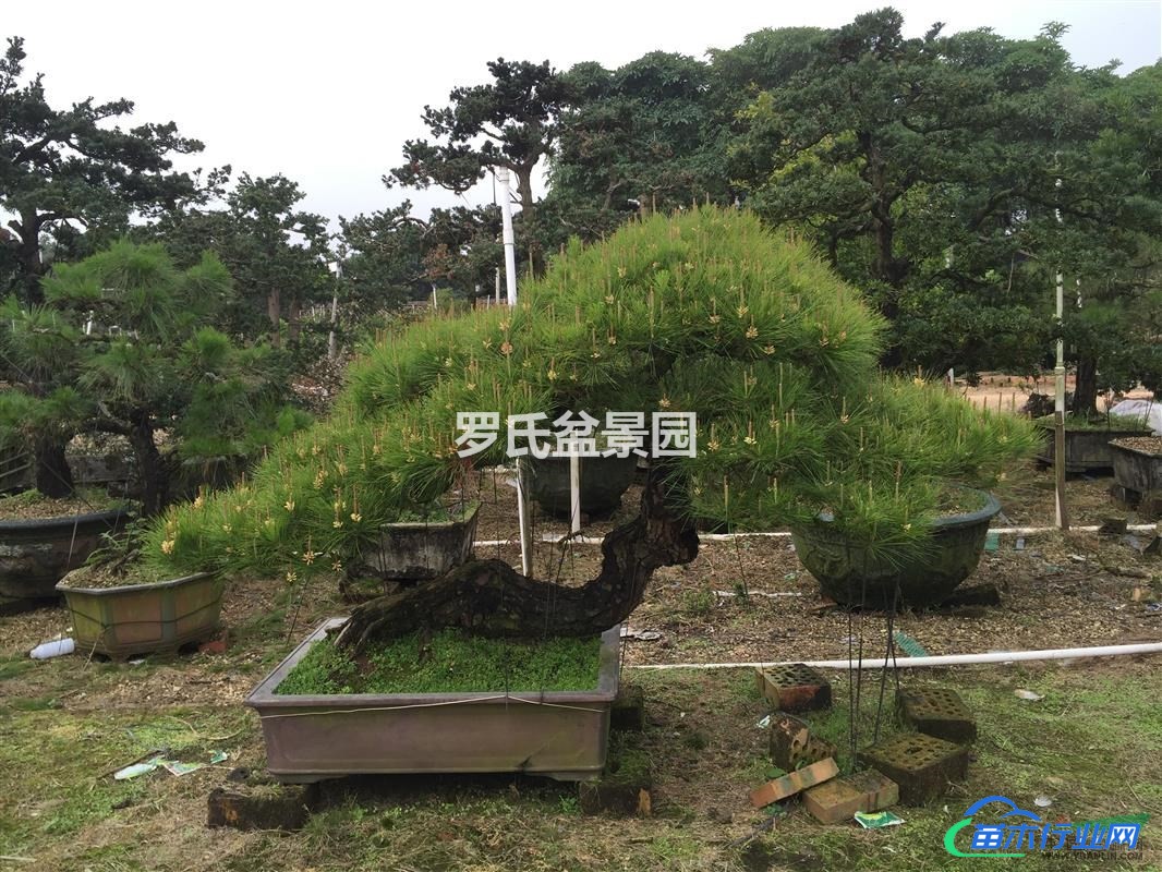 廣西省北海市山松、馬尾松精品盆景