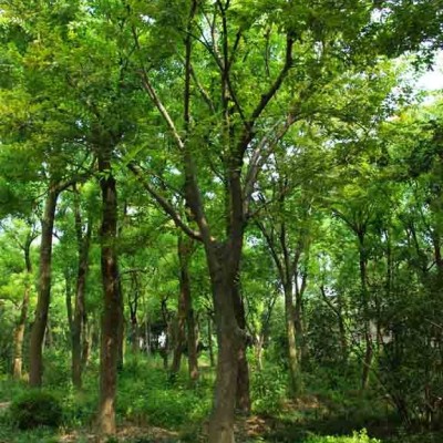 蜀檜，刺柏，龍柏，大葉黃楊，瓜子黃楊，北海道楊