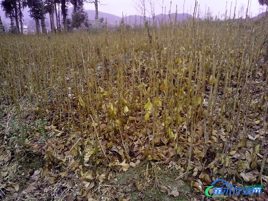 漆苗，柳杉，桂花