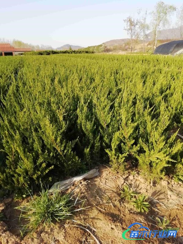 小龍柏床苗基地，北海道黃楊，單櫻，玉蘭，櫻花，籃冰柏綠化苗木