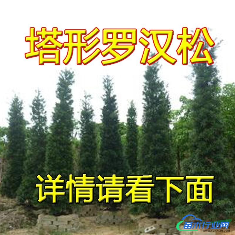 批發(fā)紅豆杉 28-150m各個規(guī)格 紅豆杉盆景 綠化苗樹