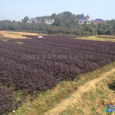 紅豆杉報價/湖南紅豆杉報價