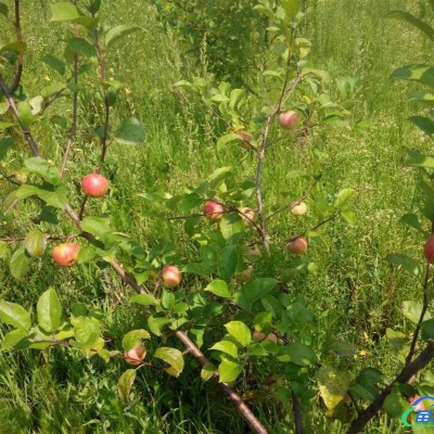 子播東北紅豆杉2年