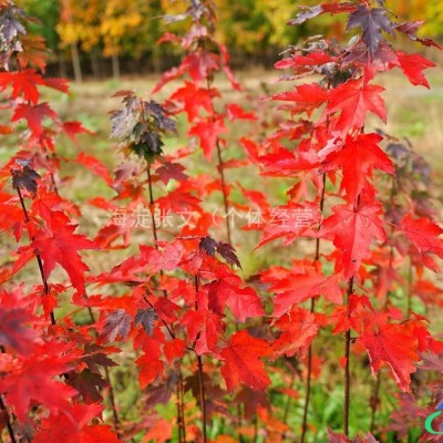 沙藏紅豆杉種子