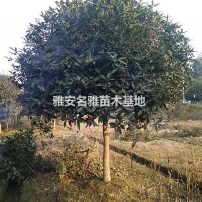 紅豆杉米徑5公分